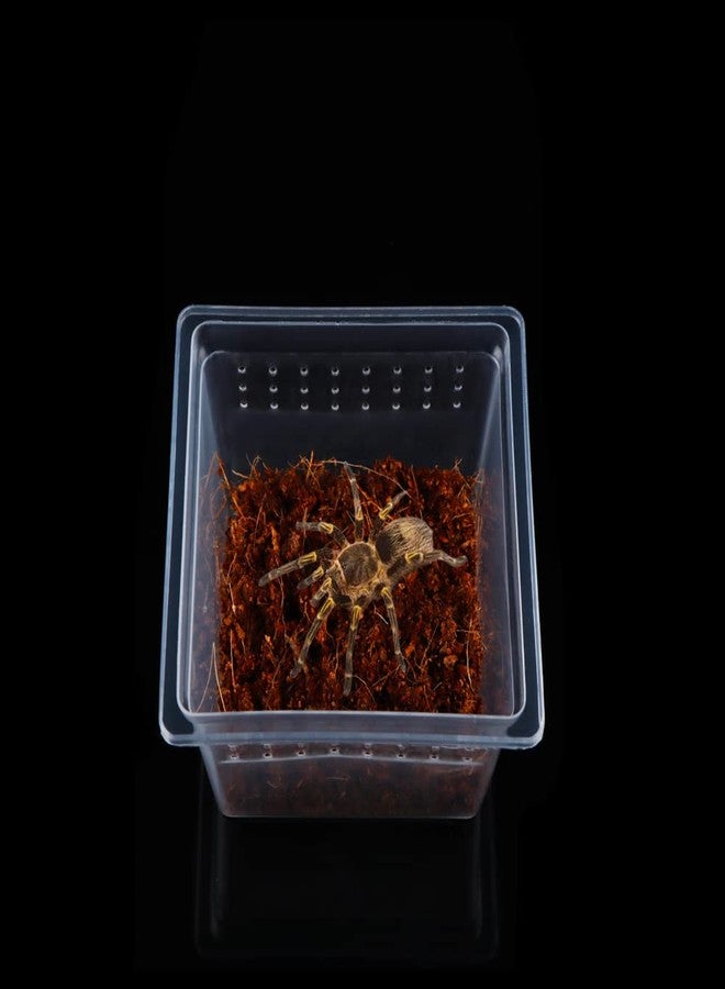 DQITJ 20 Pcs Spider Terrariums Breeding Box Hatching Container Acrylic Feeding Box for Small Reptile Scorpion Centipede Insect (Small Size) - Image 2